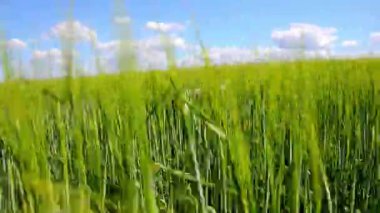 Çim sahada aracılığıyla çalışan köpek