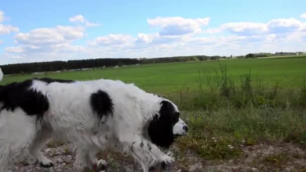 Perro corriendo en la carretera cerca del campo — Vídeos de Stock