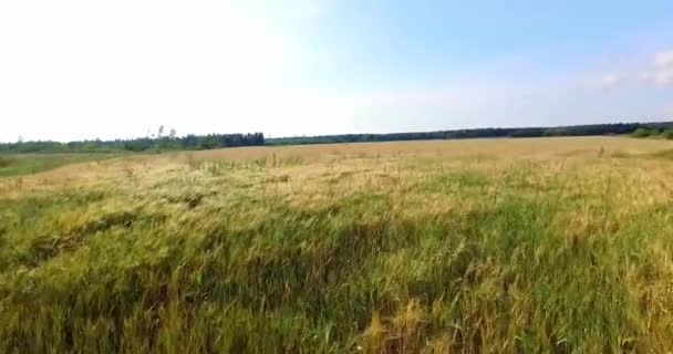 Vol lent aérien au-dessus du champ jaune en 4K 