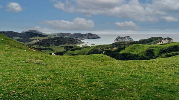 Aussichtslandschaft Über Den Hügeln Mit Einigen Schafen Wharariki Beach Neuseeland — Stockfoto
