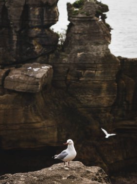 Bir kayanın tepesinde dalları olan martı Pancake Kayalıkları, Punakaiki, Yeni Zelanda 'da duruyor..