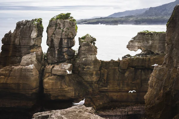 White Fronted Terns Sterna Striata Pancake Rocks Punakaiki New Zealand — Stock Photo, Image