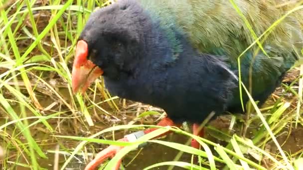 South Island Takahe a vizes élővilágból táplálkozik. Új-Zéland repületlen madara.