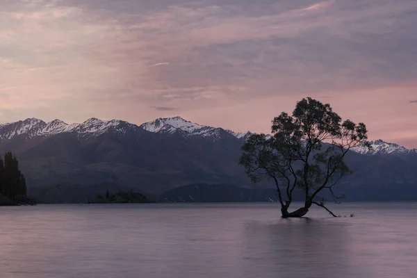 Árbol Wanaka Lago Durante Colorido Atardecer Dramático Nueva Zelanda Destino — Foto de Stock