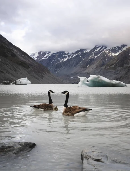 Pár Kanadských Hus Plave Hooker Lake Mount Cook National Park — Stock fotografie