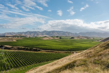 Üzüm bağı, güneşli bir günde büyük tepelerle çevrili. Marlborough, Yeni Zelanda
