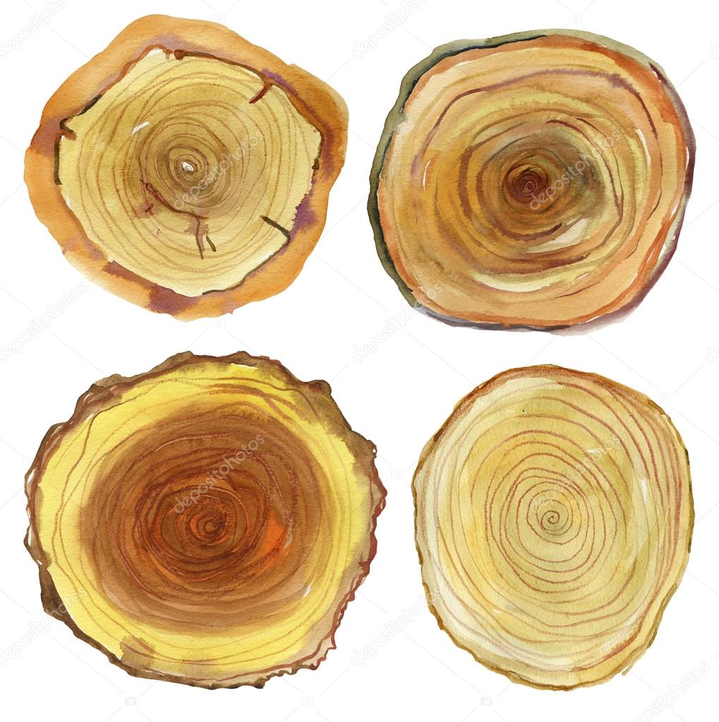 Watercolor set of Tree rings