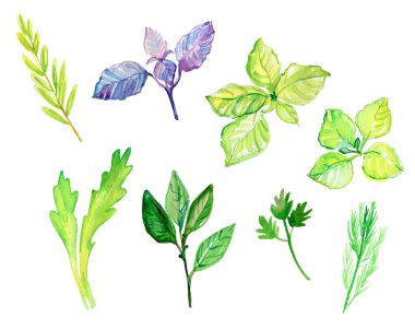 Otlar ve baharatlar suluboya kümesi