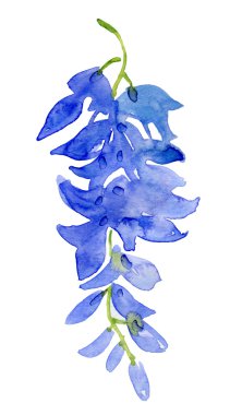 suluboya Wisteria çiçeği