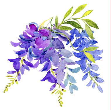 suluboya Wisteria çiçeği