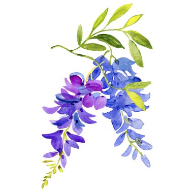 suluboya Wisteria çiçeği