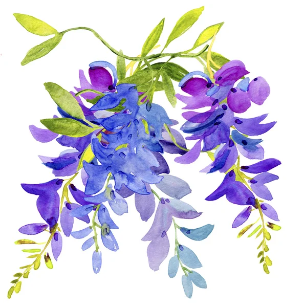 Akvarell Wisteria blomma — Stockfoto