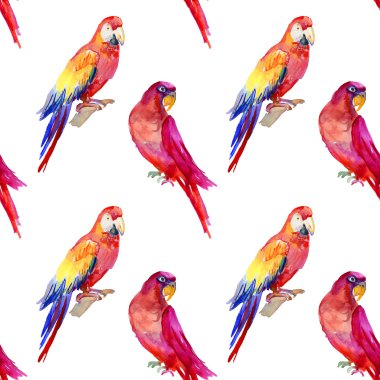 Renkli papağan kuşlar