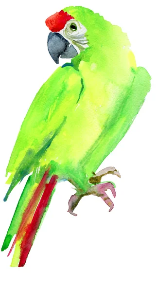 Barevný papoušek pták — Stock fotografie
