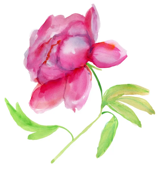 Grote Rode Aquarel Peony Bloem — Stockfoto