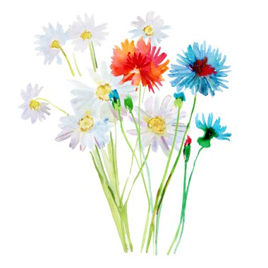 Suluboya çayır çiçek. Papatya ve Peygamber