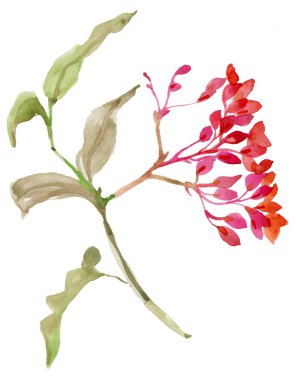 demet beyaz zemin üzerine kırmızı rowan