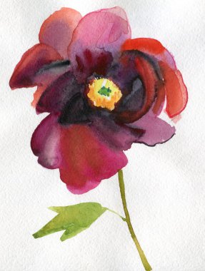 Büyük kırmızı sulu boya Şakayık Çiçeği.