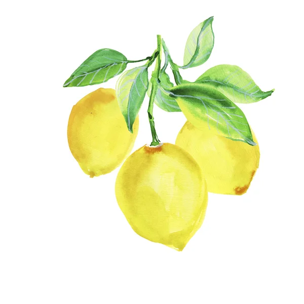 Elle Çizilmiş Resimde Güzel Sarı Limon Meyve — Stok fotoğraf