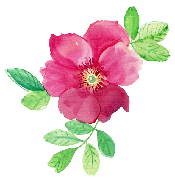 Ilustração Flor Aquarela Vermelha Grande — Fotografia de Stock