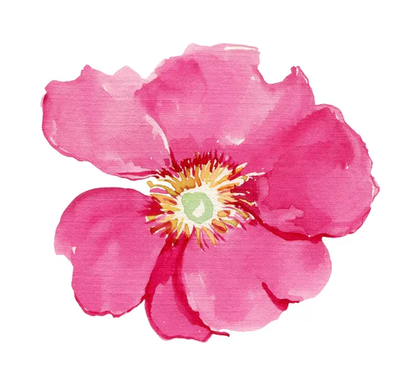 Duży Czerwony Kwiat Akwarela Ilustracja — Zdjęcie stockowe