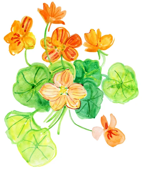 Nasturtium. Pintura acuarela . —  Fotos de Stock