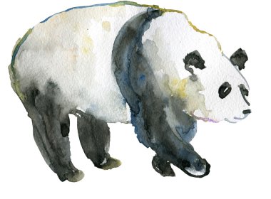 Panda, suluboya resim
