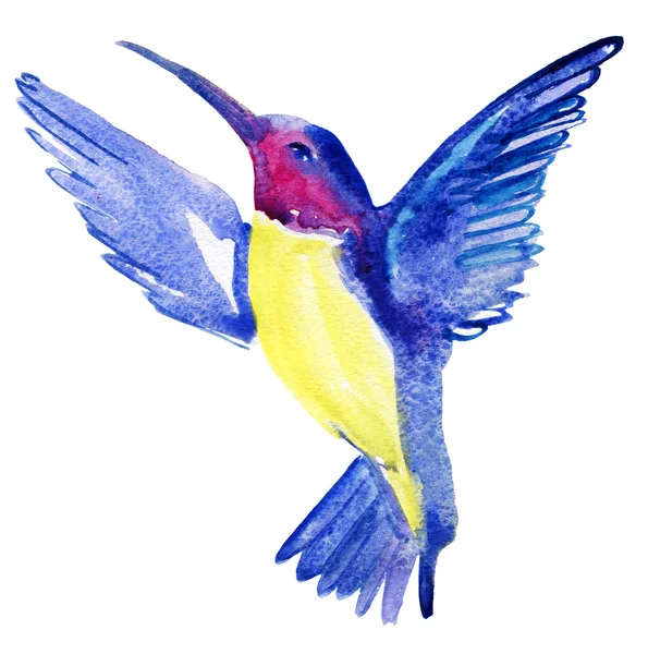 Akvarell vázlatot a kolibri — Stock Fotó