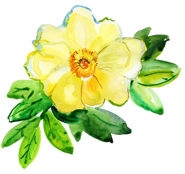 Aquarell Illustration der Rose Blume — Stockfoto