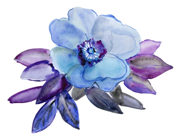 Rosa azzurra — Foto Stock