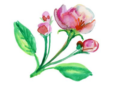 elma Şubesi çiçeklenme