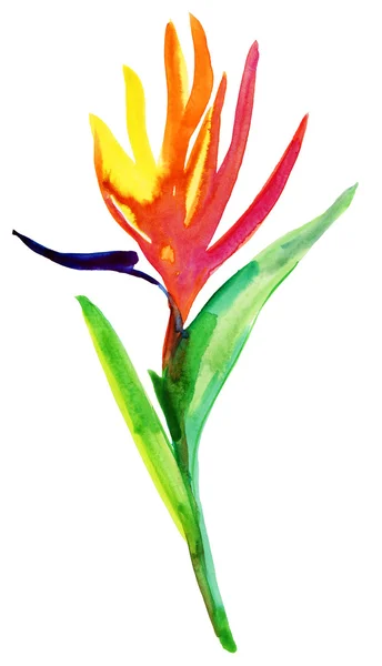 Watercolor paradise flower — Stock Photo, Image