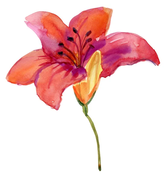 Λουλούδι κόκκινο μοβ lilly. — Φωτογραφία Αρχείου