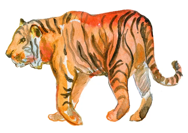 Tigre Mão desenhada — Fotografia de Stock