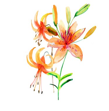 güzel pembe çiçekler