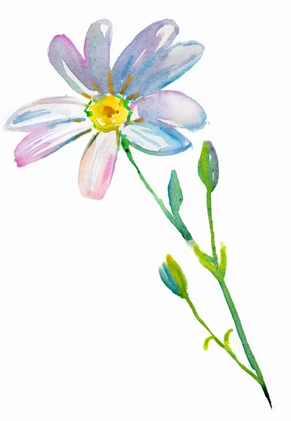 Papatya çiçeği. — Stok fotoğraf