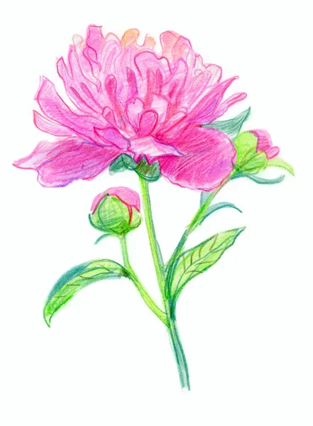 Pink watercolor peonies. — Stock Photo, Image