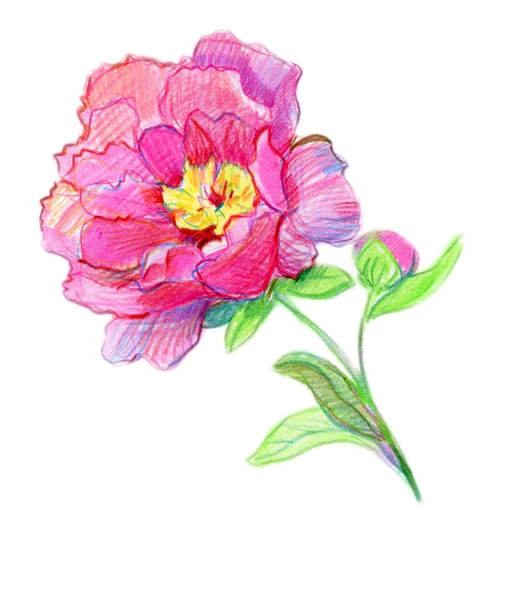 Peonie acquerello rosa . — Foto Stock