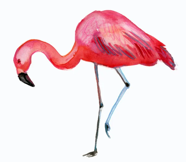 Flamingo. — Foto de Stock