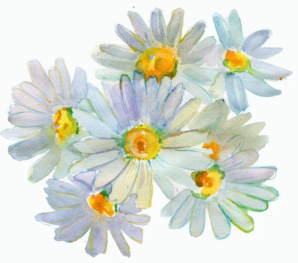 Heřmánek květiny — Stock fotografie
