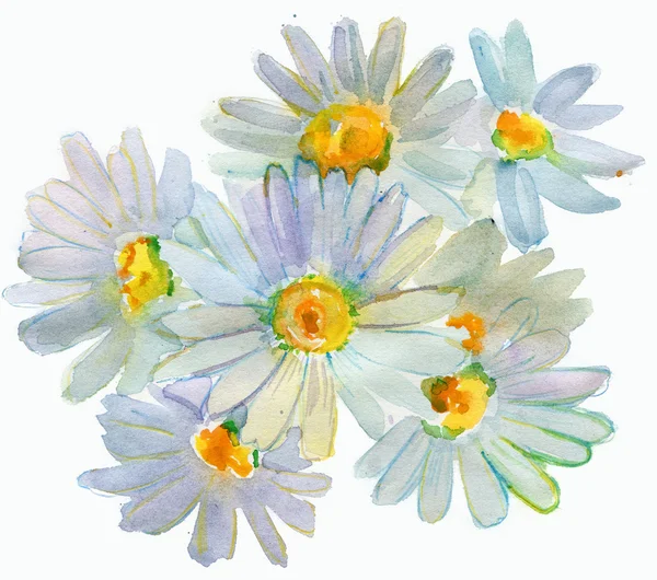 Fiori di camomilla — Foto Stock