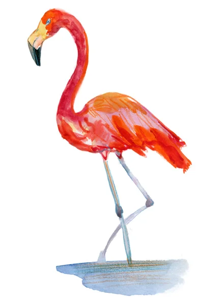 Akvarell illustration av röda flamingo — Stockfoto