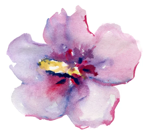 Fleur d'hibiscus pourpre exotique . — Photo