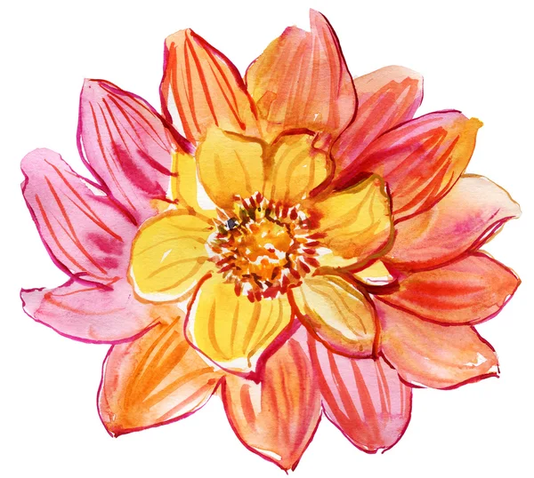 Ακουαρέλα ζωγραφική του όμορφο ροζ λουλούδι — Φωτογραφία Αρχείου