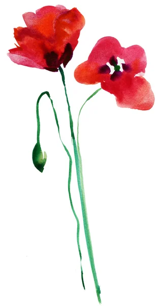 Watercolor painting of red poppy flowers — Stock Photo, Image