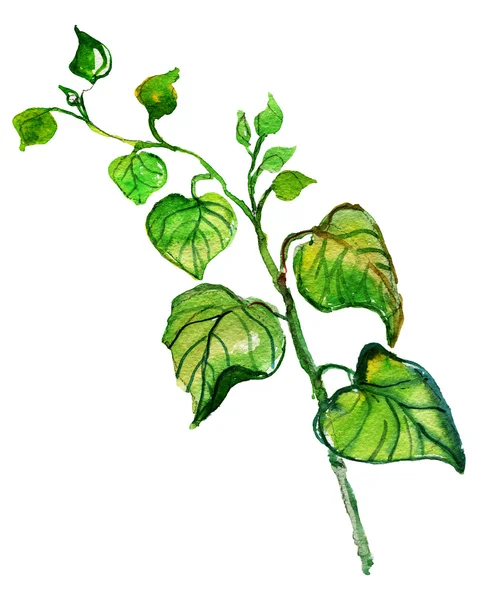Pflanze mit grünen Blättern — Stockfoto