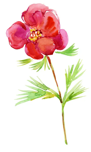 Schöne Aquarell rote Blume — Stockfoto