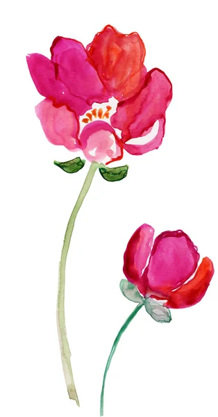 Mooie aquarel rode bloemen — Stockfoto