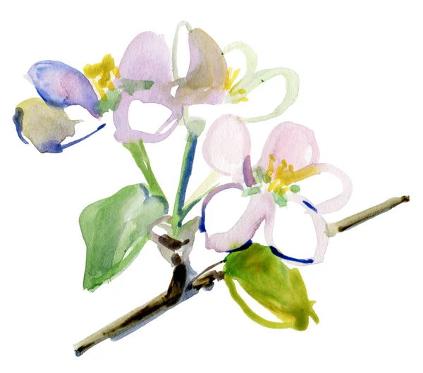 Aquarell Kirschblüten Zweig — Stockfoto