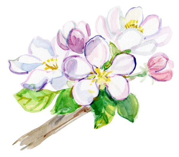 Aquarel cherry bloemen twig — Stockfoto